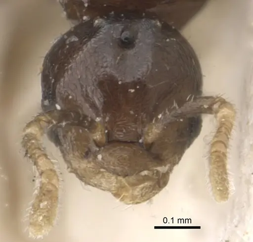 Myrmelachista gallicola specimen CASENT0909928 image casent0909928_2