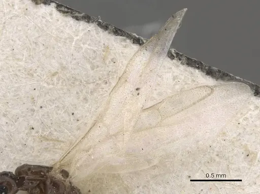Myrmelachista gallicola specimen CASENT0909928 image casent0909928_4