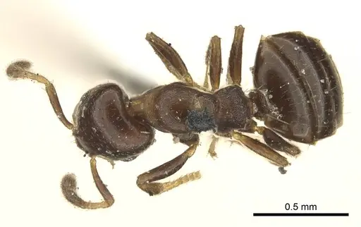 Myrmelachista gallicola specimen CASENT0915740 image casent0915740_1