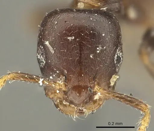 Myrmelachista gallicola specimen CASENT0915740 image casent0915740_3
