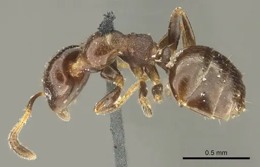 Myrmelachista gallicola specimen CASENT0915740 image casent0915740_4