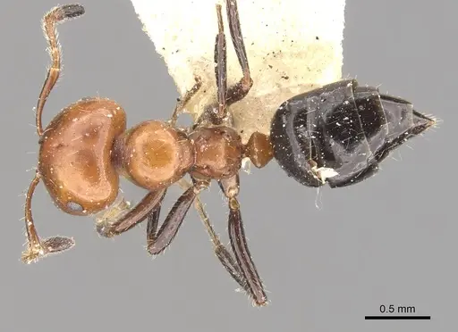 Myrmelachista goeldii specimen CASENT0909919 image casent0909919_1