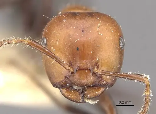 Myrmelachista goeldii specimen CASENT0909919 image casent0909919_2