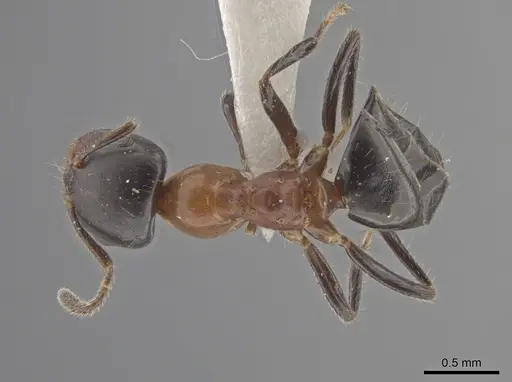 Myrmelachista goeldii specimen MZSP70927 image mzsp70927_1