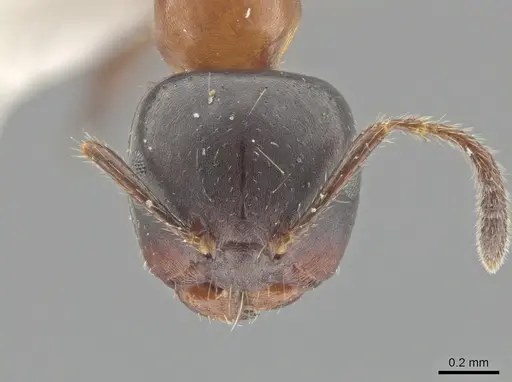 Myrmelachista goeldii specimen MZSP70927 image mzsp70927_2