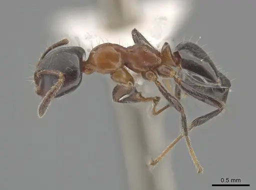 Myrmelachista goeldii specimen MZSP70927 image mzsp70927_3