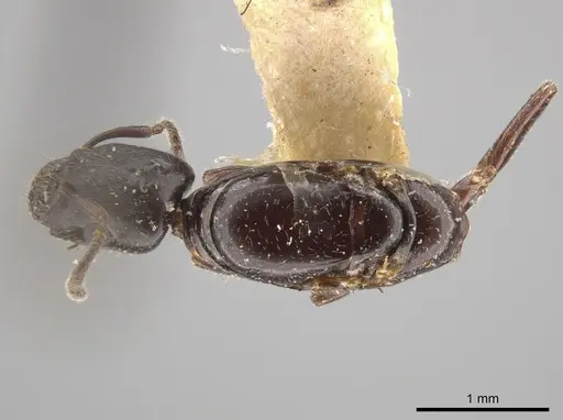 Myrmelachista hoffmanni specimen LACMENT683335 image lacment683335_1