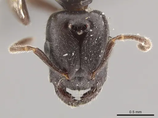 Myrmelachista hoffmanni specimen LACMENT683335 image lacment683335_2