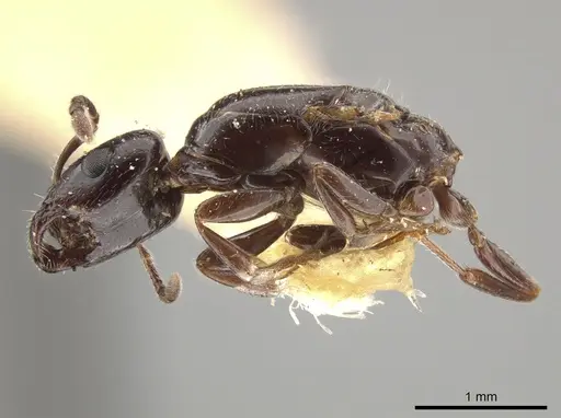 Myrmelachista hoffmanni specimen LACMENT683335 image lacment683335_3
