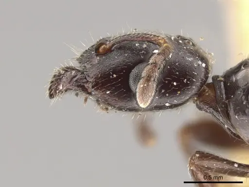 Myrmelachista hoffmanni specimen LACMENT683335 image lacment683335_4
