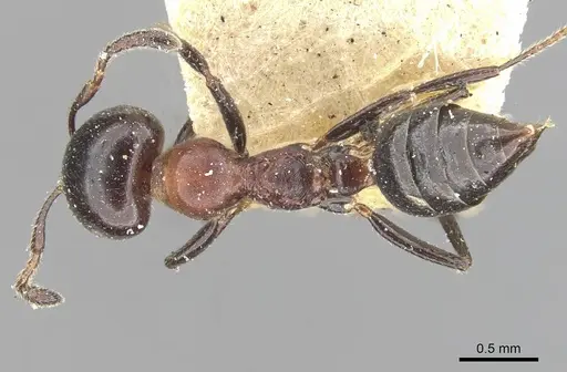 Myrmelachista kloetersi specimen CASENT0909921 image casent0909921_1