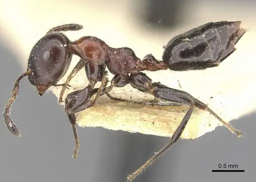 Myrmelachista kloetersi specimen CASENT0909921 image casent0909921_3
