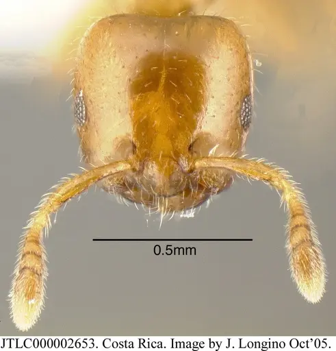 Myrmelachista lauroatlantica specimen JTLC000002653 image jtlc000002653_1