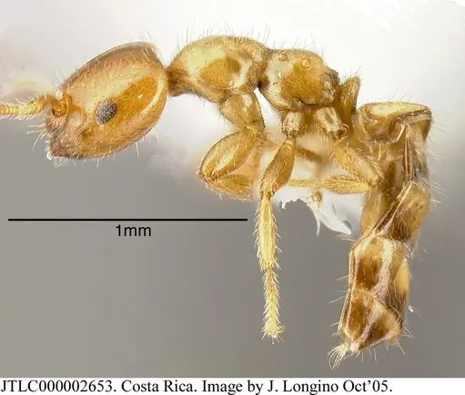 Myrmelachista lauroatlantica specimen JTLC000002653 image jtlc000002653_2