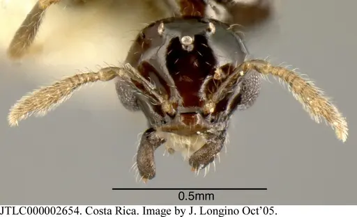 Myrmelachista lauroatlantica specimen JTLC000002654 image jtlc000002654_1