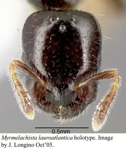Myrmelachista lauroatlantica specimen JTLC000006207 image jtlc000006207_1