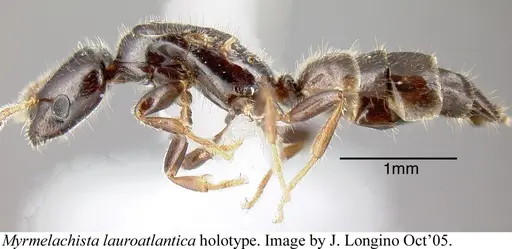 Myrmelachista lauroatlantica specimen JTLC000006207 image jtlc000006207_2
