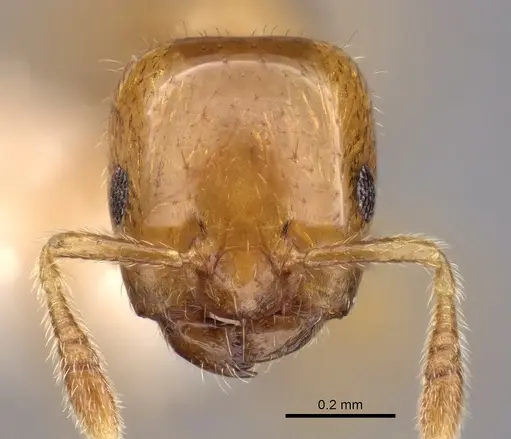 Myrmelachista lauropacifica specimen CASENT0280545 image casent0280545_2