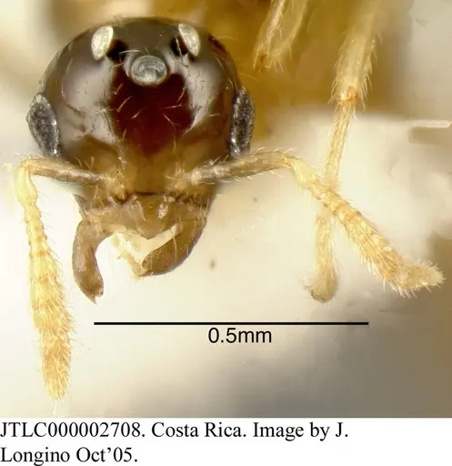 Myrmelachista lauropacifica specimen JTLC000002708 image jtlc000002708_1