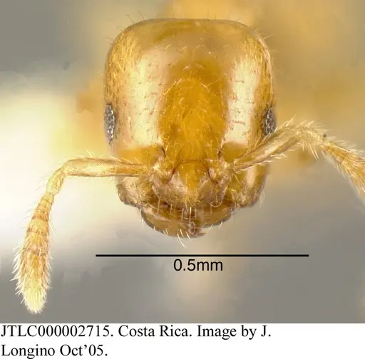 Myrmelachista lauropacifica specimen JTLC000002715 image jtlc000002715_1