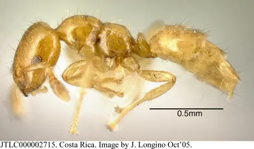 Myrmelachista lauropacifica specimen JTLC000002715 image jtlc000002715_2