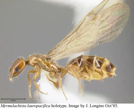 Myrmelachista lauropacifica specimen JTLC000006213 image jtlc000006213_2