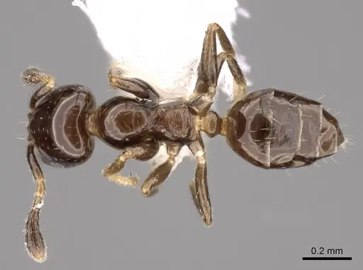 Myrmelachista longiceps specimen CASENT0280546 image casent0280546_1