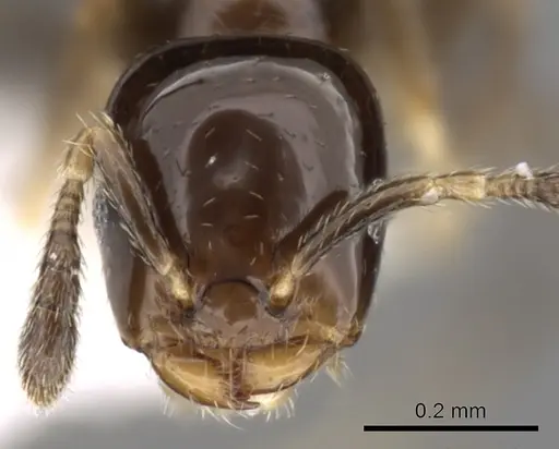 Myrmelachista longiceps specimen CASENT0280546 image casent0280546_2