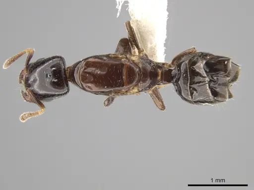 Myrmelachista longiceps specimen JTLC000001482 image jtlc000001482_1