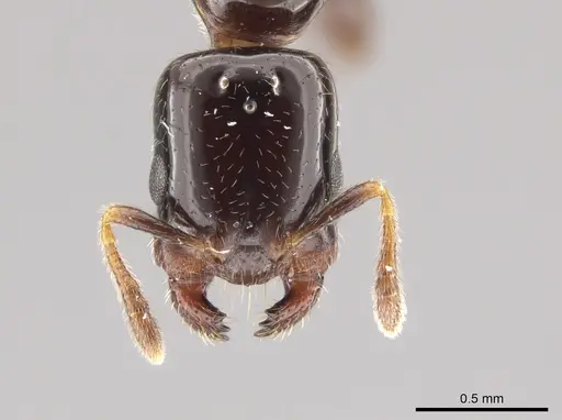 Myrmelachista longiceps specimen JTLC000001482 image jtlc000001482_2