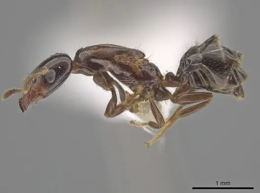 Myrmelachista longiceps specimen JTLC000001482 image jtlc000001482_3