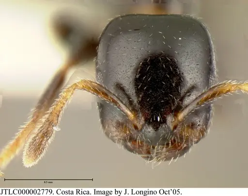 Myrmelachista longiceps specimen JTLC000002779 image jtlc000002779_1