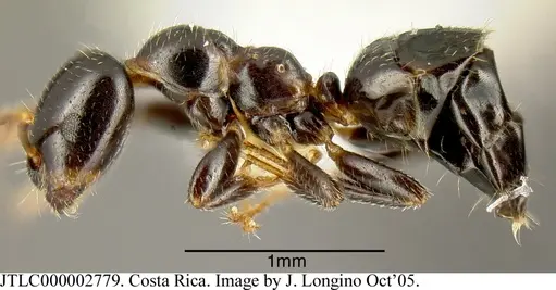 Myrmelachista longiceps specimen JTLC000002779 image jtlc000002779_2