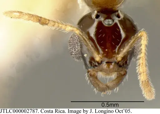 Myrmelachista longiceps specimen JTLC000002787 image jtlc000002787_1
