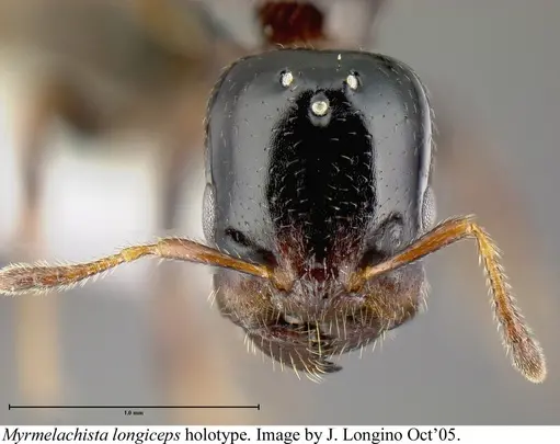 Myrmelachista longiceps specimen JTLC000006219 image jtlc000006219_1