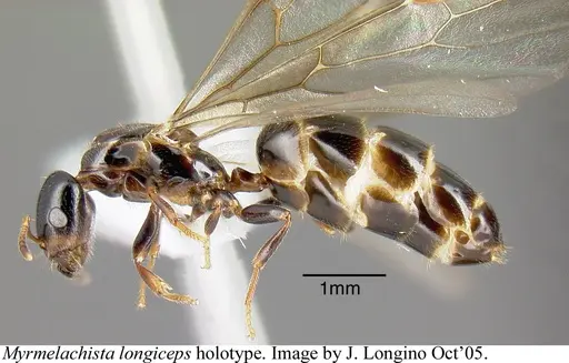 Myrmelachista longiceps specimen JTLC000006219 image jtlc000006219_2