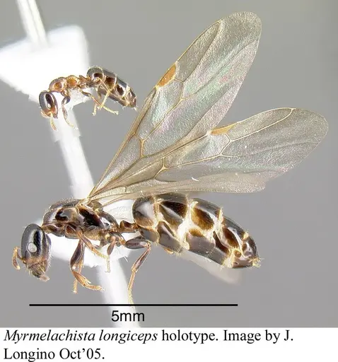 Myrmelachista longiceps specimen JTLC000006219 image jtlc000006219_3