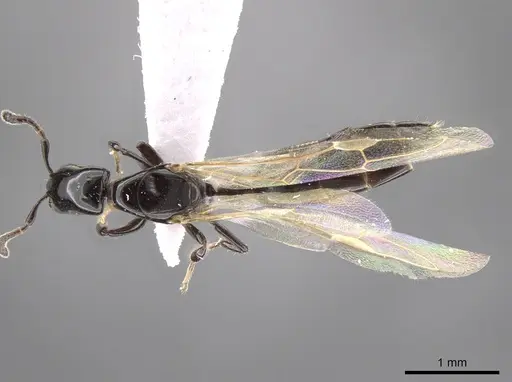 Myrmelachista longinoda specimen CASENT0647170 image casent0647170_1