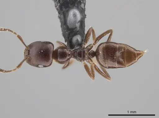 Myrmelachista longinoda specimen CASENT0647351 image casent0647351_1