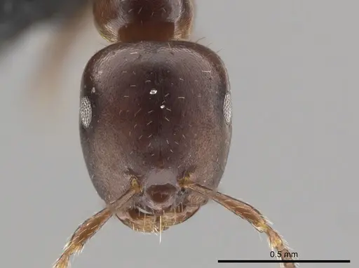 Myrmelachista longinoda specimen CASENT0647351 image casent0647351_2