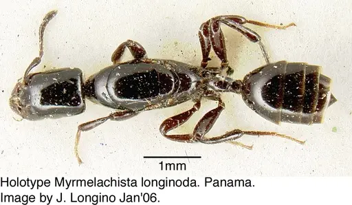 Myrmelachista longinoda specimen JTL088948 image jtl088948_1