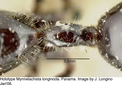 Myrmelachista longinoda specimen JTL088948 image jtl088948_2