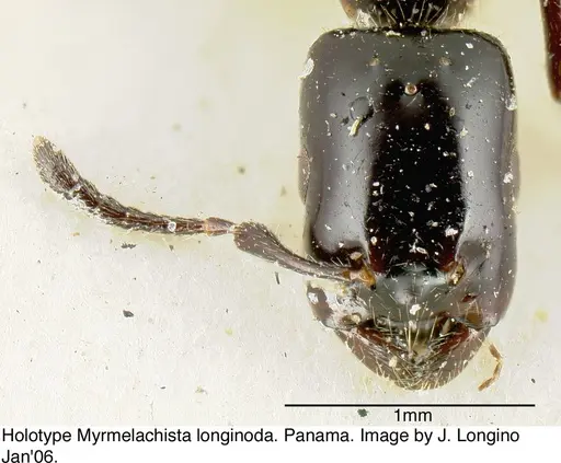 Myrmelachista longinoda specimen JTL088948 image jtl088948_3