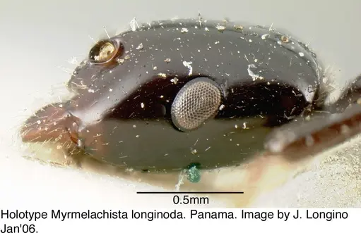 Myrmelachista longinoda specimen JTL088948 image jtl088948_4