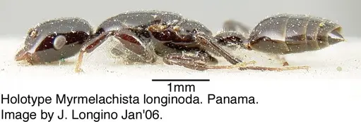 Myrmelachista longinoda specimen JTL088948 image jtl088948_5