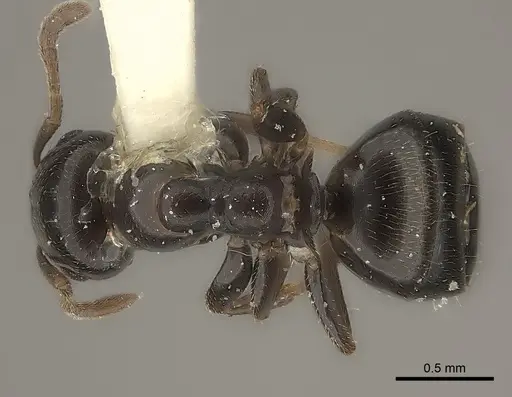 Myrmelachista mayri specimen CASENT0217730 image casent0217730_1