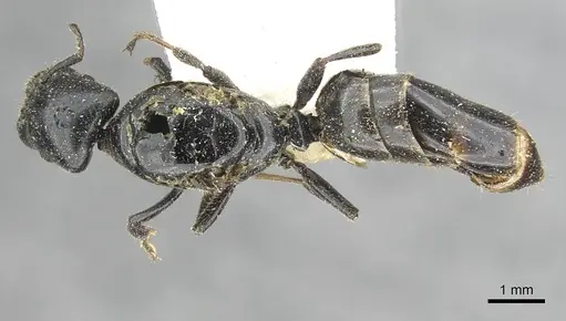 Myrmelachista mayri specimen CASENT0909922 image casent0909922_1