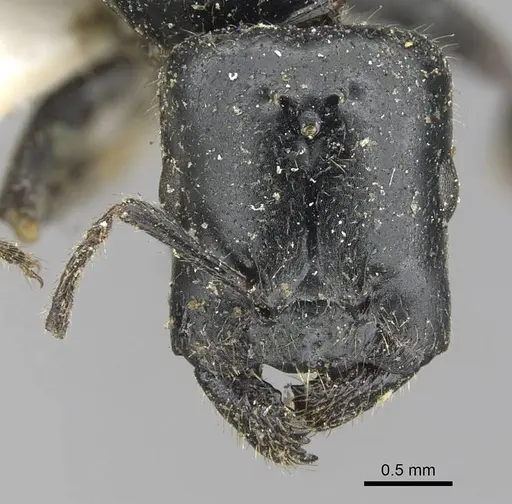 Myrmelachista mayri specimen CASENT0909922 image casent0909922_2