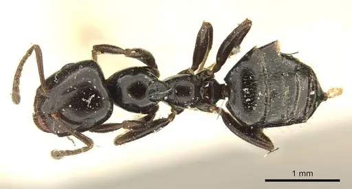 Myrmelachista mayri specimen CASENT0915741 image casent0915741_1