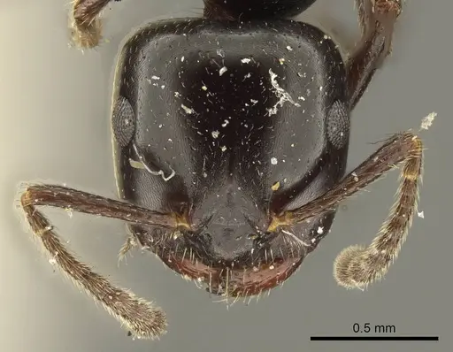 Myrmelachista mayri specimen CASENT0915741 image casent0915741_2